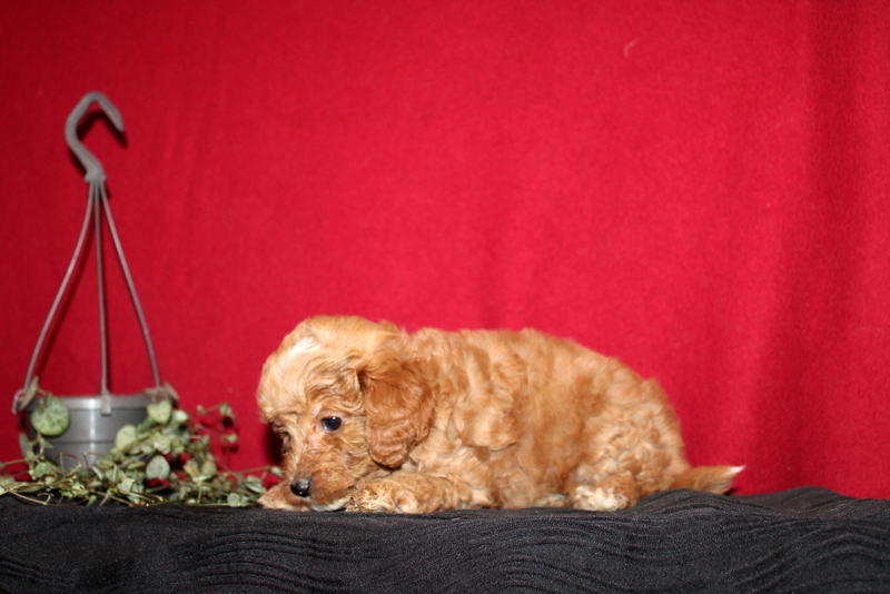 puppy, for, sale, Mini GoldenDoodle F2BB, Matthew B. Stoltzfus, dog, breeder, Gap, PA, dog-breeder, puppy-for-sale, forsale, nearby, find, puppyfind, locator, puppylocator, aca